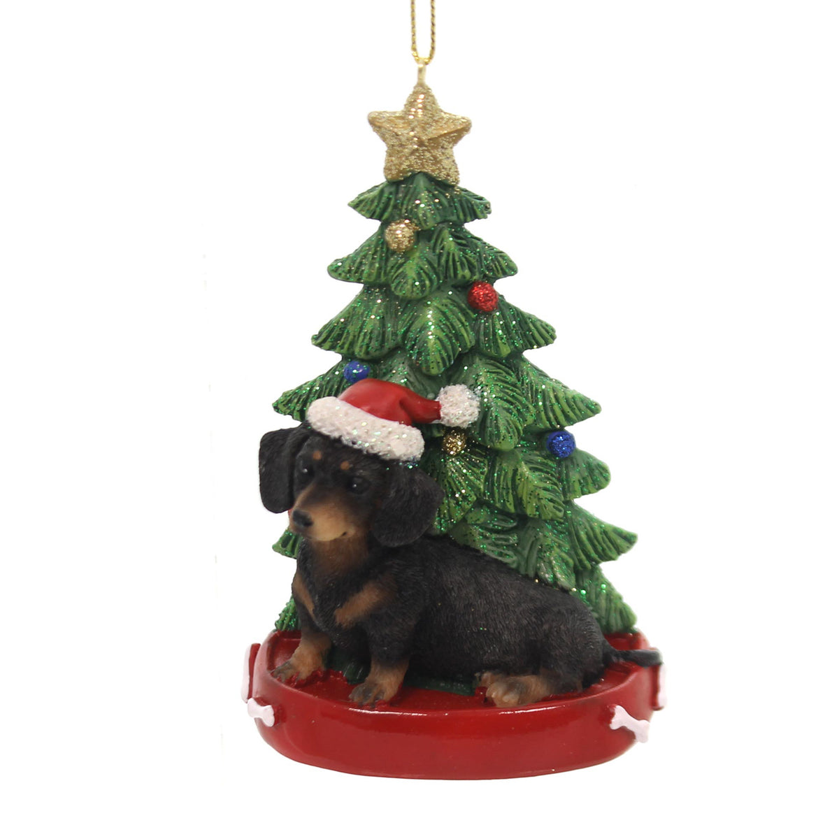 Dachshund