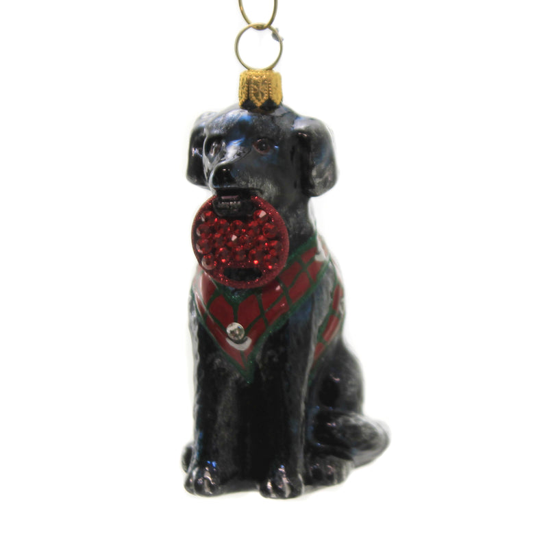 Black Lab In Vest - 1 Ornament 3.5 Inch, Glass - Ornament Fetching Ring Dog Zkp4609blf (44346)