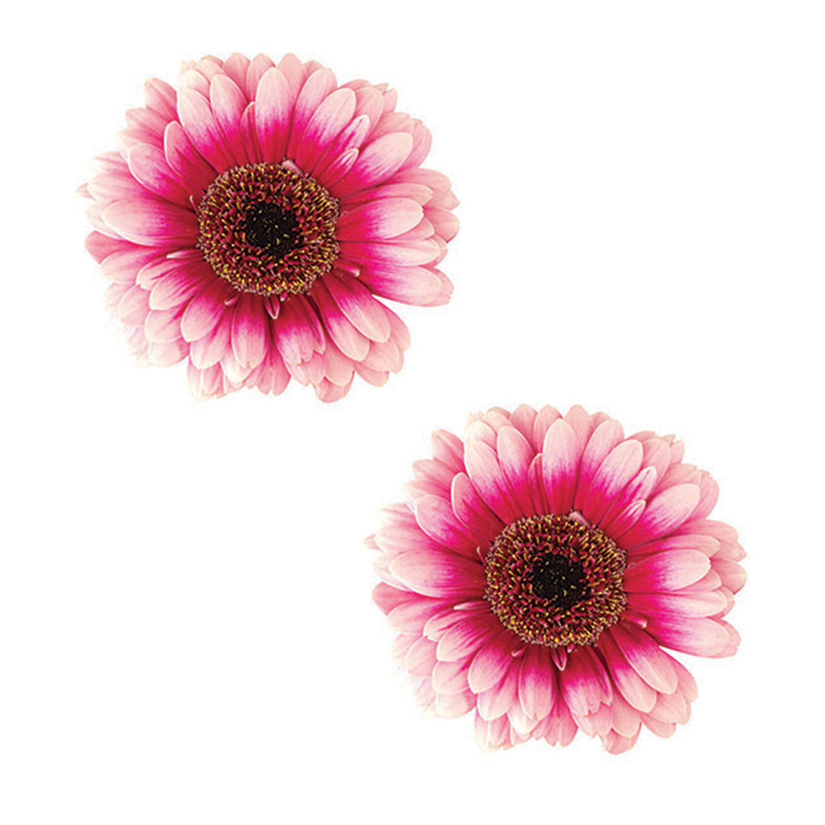 44894 Pink Flower Car Coaster CC72826