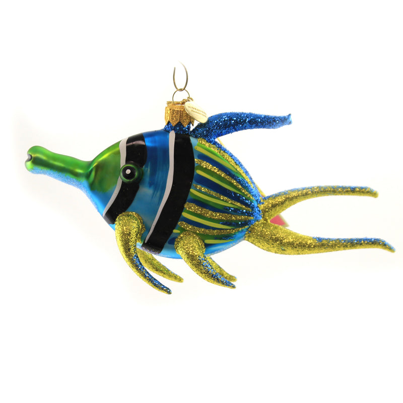(47184) Blue Angelfish