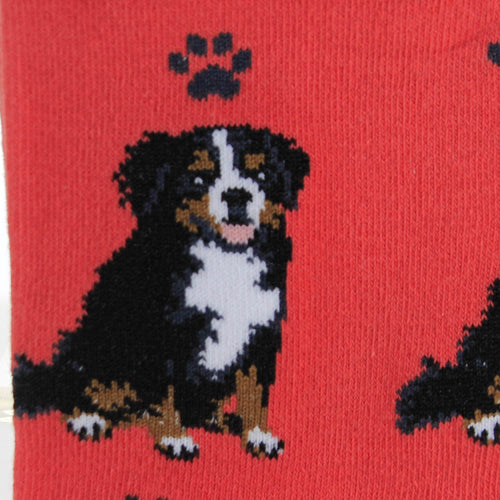 Novelty Socks Bernesemountain Dog Socks - - SBKGifts.com