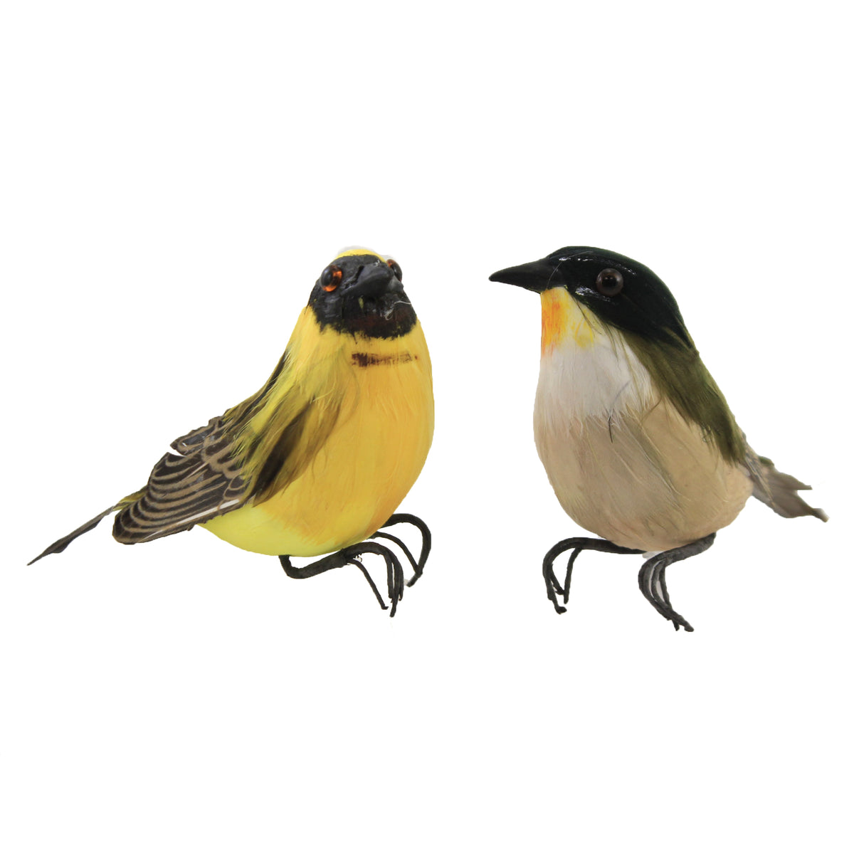 (50674) Feather Birds