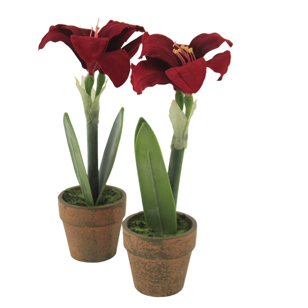 (51256) Red Potted Amythis 2/Pc