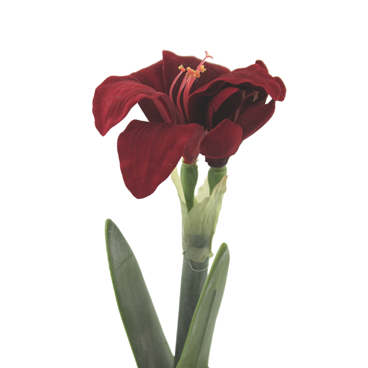 Christmas Red Potted Amythis 2/Pc - - SBKGifts.com