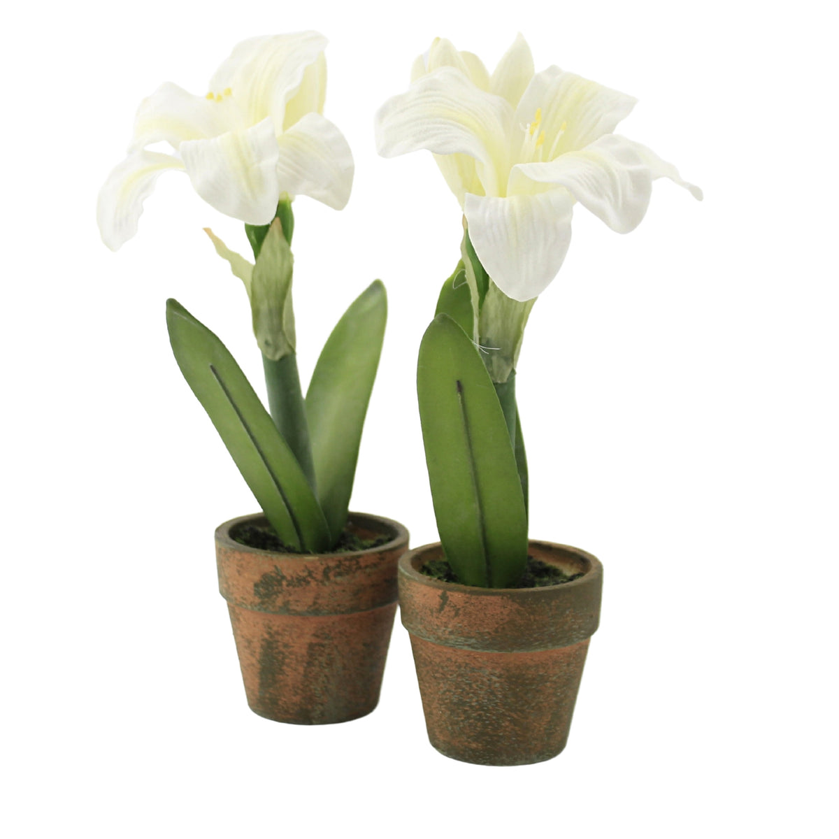 (51257) White Potted Amythis 2/Pc