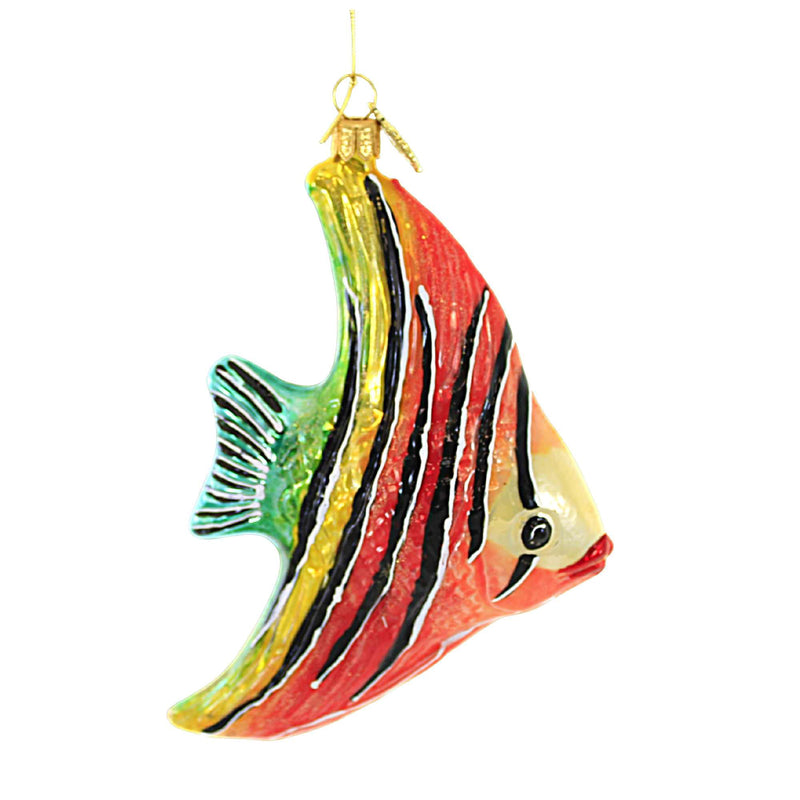 Huras Coral Striped Angelfish - - SBKGifts.com