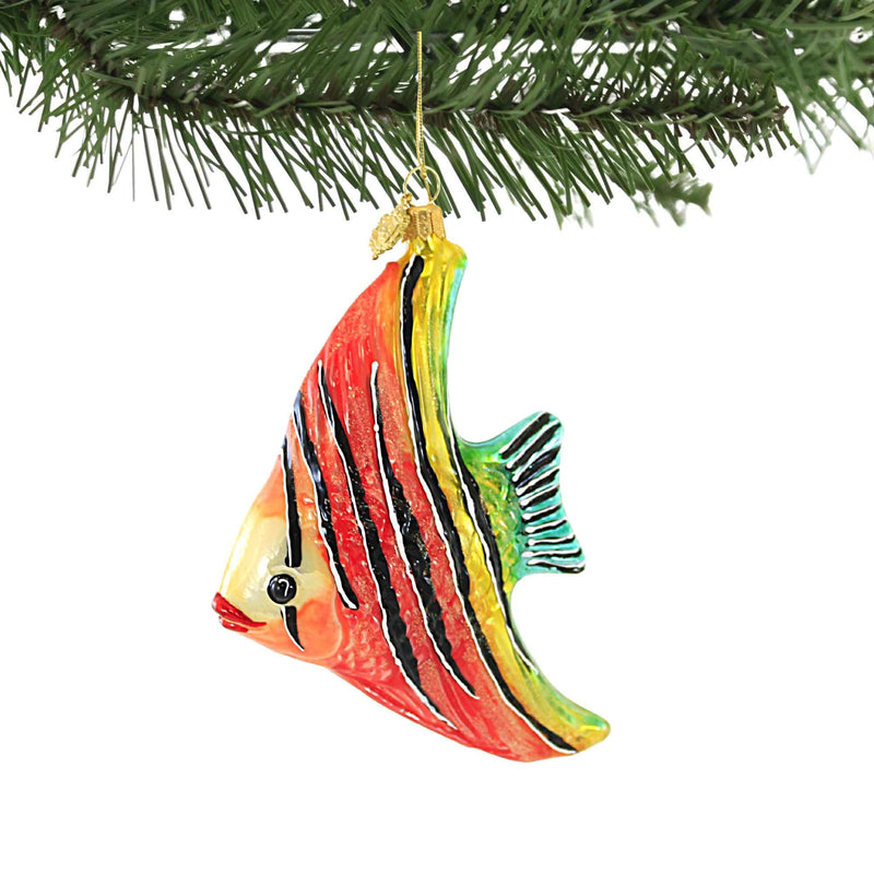 Huras Family Coral Striped Angelfish - - SBKGifts.com