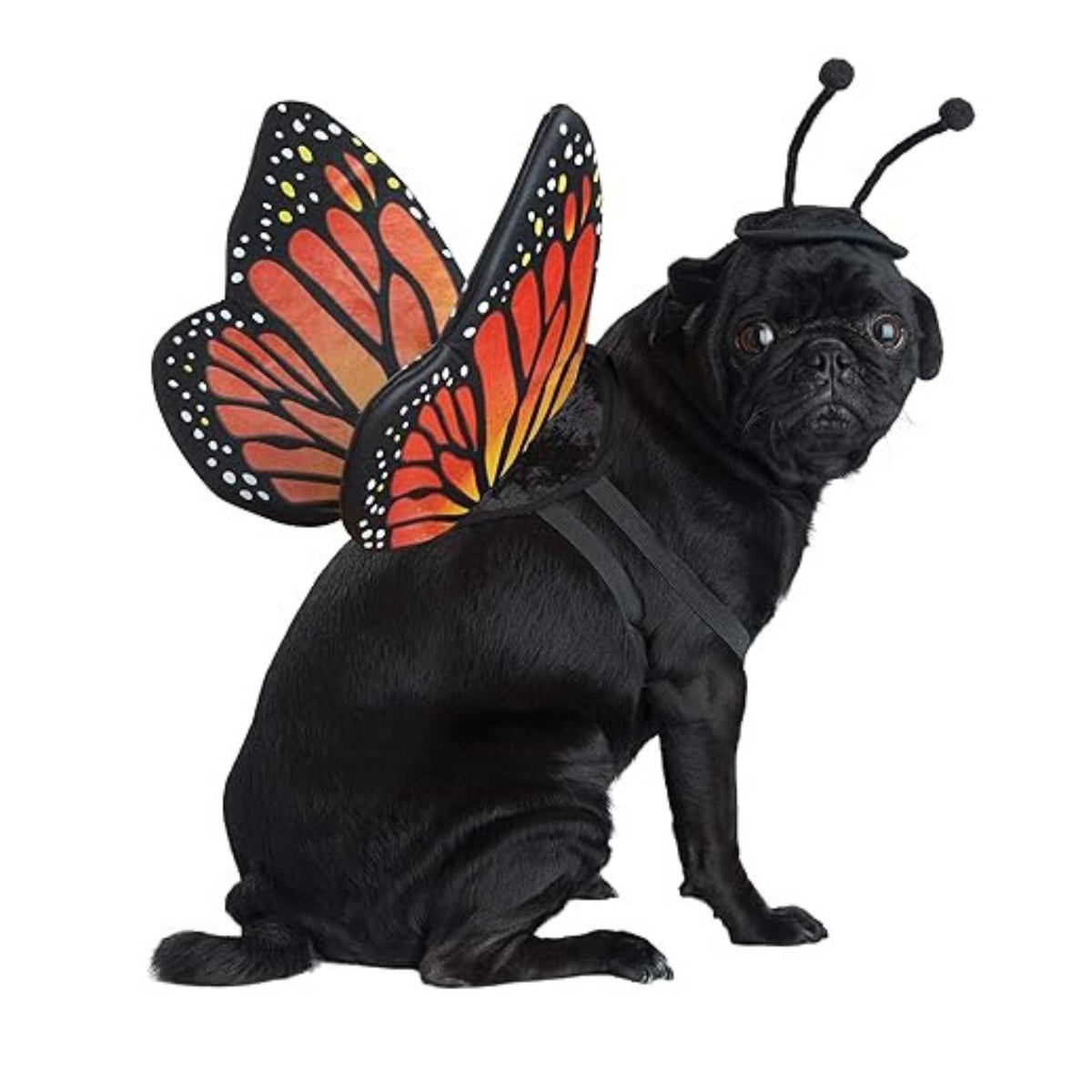 Pets Butterfly Dog Or Cat Halloween Costume Large  New 61516